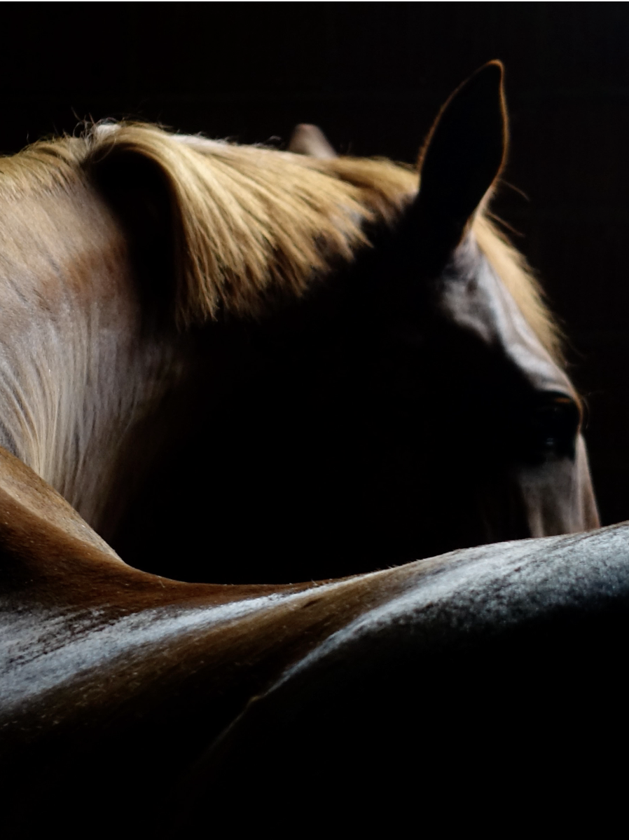 Oud Stallion Extrait de Parfum - Image 3